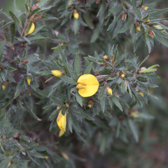 Pultenaea involucrata
