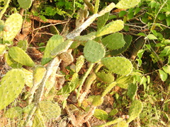 Opuntia dulcis