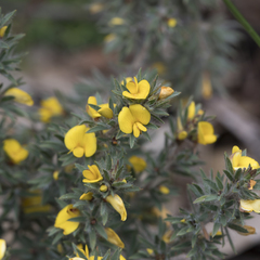 Pultenaea involucrata