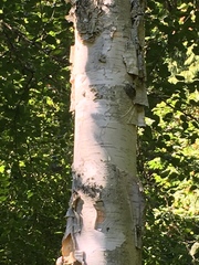 Betula utilis