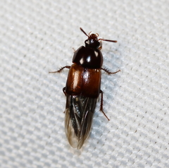Tachinus fimbriatus