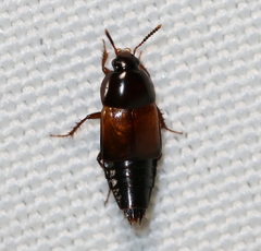 Tachinus fimbriatus