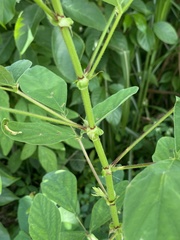 Desmodium tortuosum