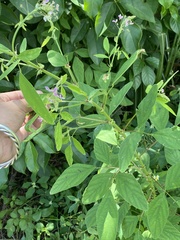 Desmodium tortuosum