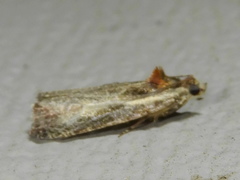 Olethreutes inornatana