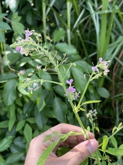 Desmodium tortuosum