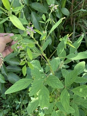 Desmodium tortuosum