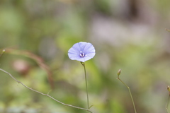 Jacquemontia evolvuloides