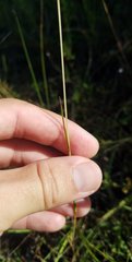 Andropogon longiberbis