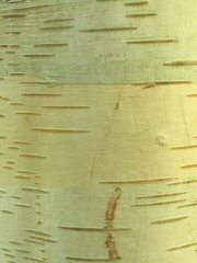 Betula utilis