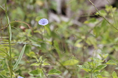 Jacquemontia evolvuloides