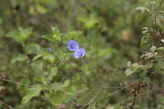 Jacquemontia evolvuloides