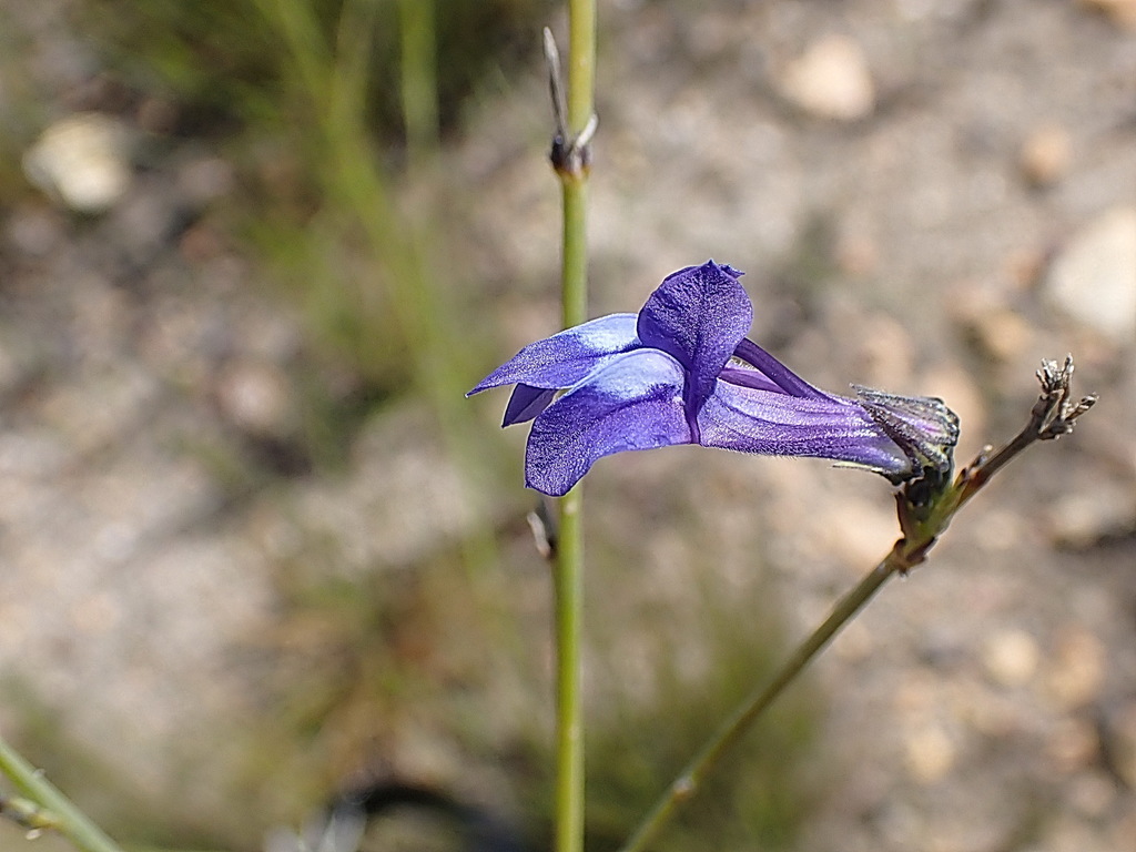 Lineleaf Lobelia