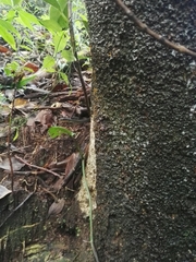 Dendrophidion paucicarinatum