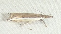 Raphiptera argillaceellus