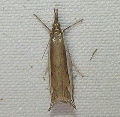 Raphiptera argillaceellus