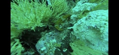 Hippocampus ingens