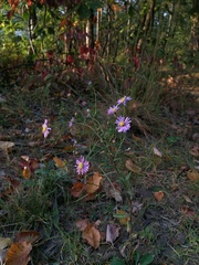 Symphyotrichum laeve concinnum