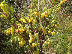 Hermannia aff-denudata