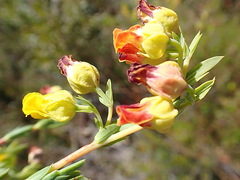 Hermannia aff-denudata