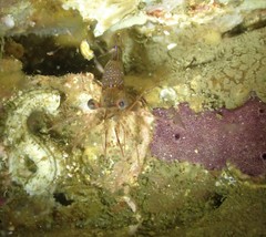 Rhynchocinetes serratus