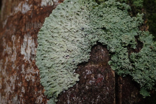 Physcia erumpens