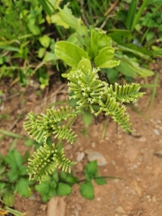 Heliotropium sarmentosum