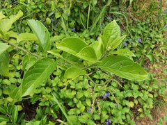 Heliotropium sarmentosum