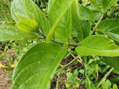 Heliotropium sarmentosum