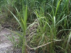 Miscanthus floridulus