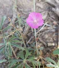 Sidalcea multifida
