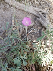 Sidalcea multifida