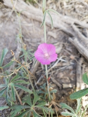 Sidalcea multifida