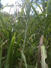 Miscanthus floridulus