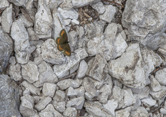 Erebia euryale