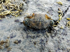 Charybdis japonica