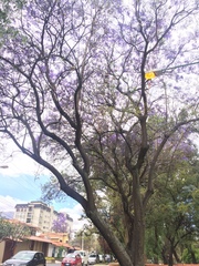 Jacaranda mimosifolia