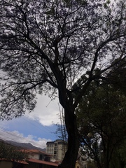 Jacaranda mimosifolia