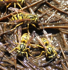 Vespula sulphurea