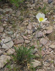Papaver amurense
