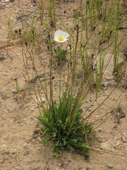 Papaver amurense