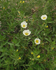 Papaver amurense