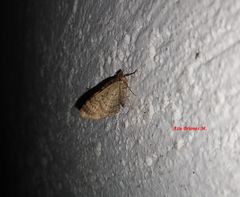 Disclisioprocta stellata