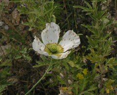 Papaver amurense