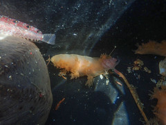Dendronotus elegans