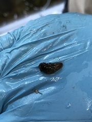 Cucumaria pseudocurata