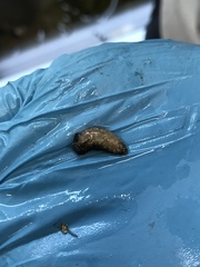 Cucumaria pseudocurata