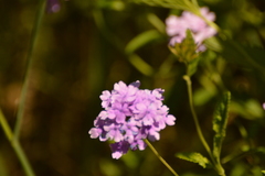 Glandularia guaranitica