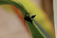 Chalybion