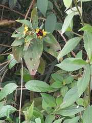 Sanvitalia procumbens